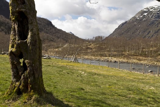 old, hollow tree with grassland, river and mountains in background