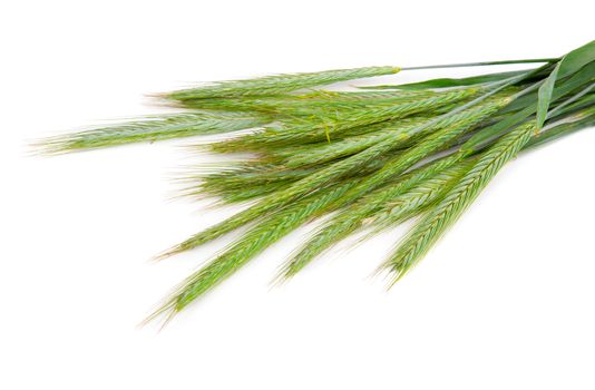 Green rye spikes (Secale cereale), on white background