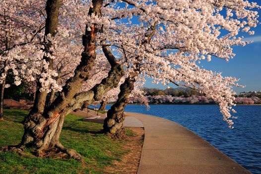 cherry blossom at washington DC