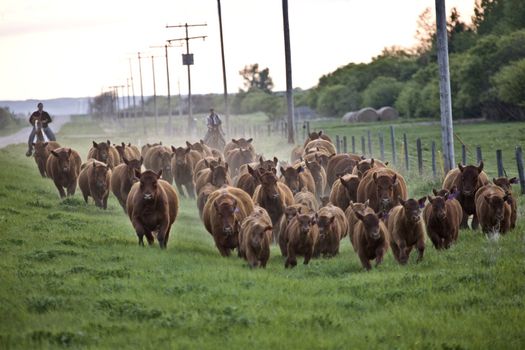 Cattle Drive 