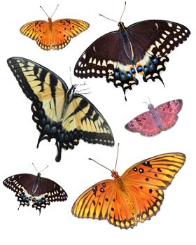 Six Isolated Butterfly's