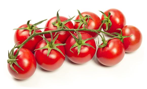 Branch of tomatoes 
