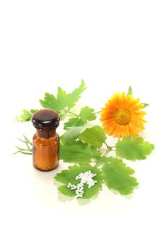 Homeopathy with greater celandine
