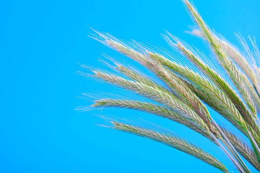 Green rye spikes (Secale cereale), on blue background