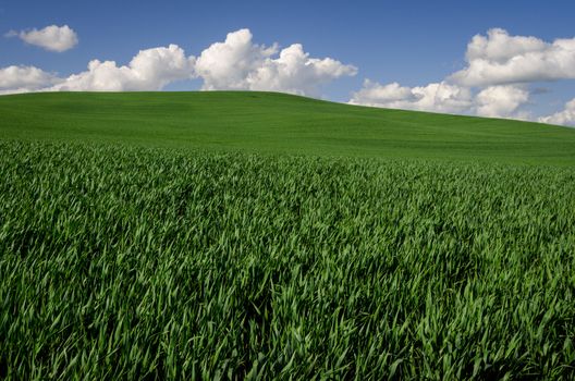 Green wheat and clouds in spring, Latah County, Idaho, USA