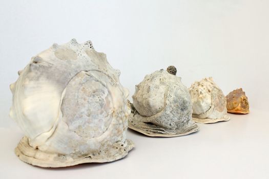Helmet Conch Shell's