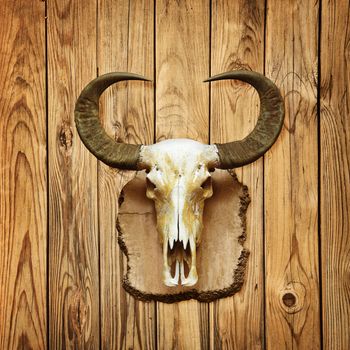 Old buffalo skull hanging on wooden wall