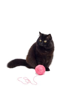 black cat playing with pink clew