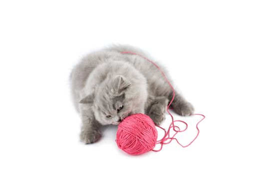 british kitten playing with pink clew isolated