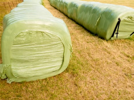 Haylage bales left outdoors for fermentation