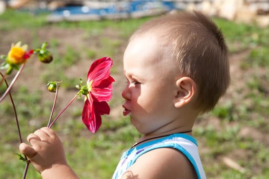 little boy smells flower of a dahlia
