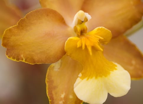 Oncidium Yellow brown Orchid flower