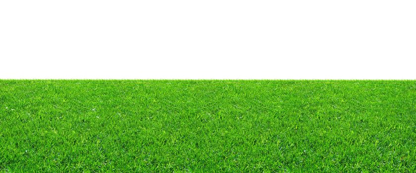 Fresh green grass on isolated white background