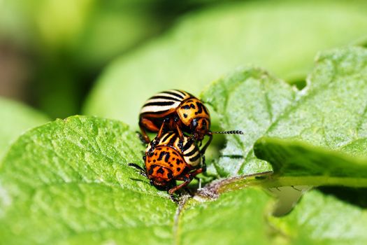 Potato beetles mating on leaves