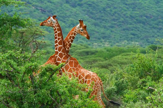 Fight of two giraffes