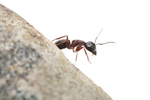 Curious Ant