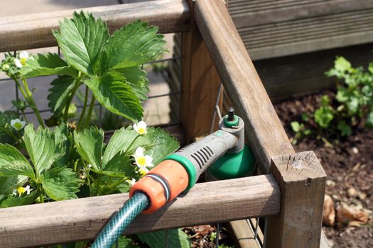 garden hose about to water the strawberry plant