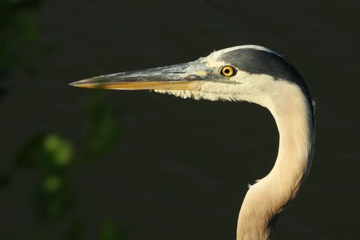 Blue Heron Profile