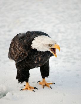 Close up Portrait of a Bald eagle with an open beak .
