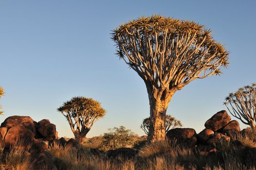 Sunrise at the Quiver Tree Forest, Namibia