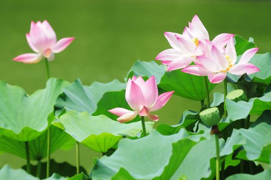Lotus flowers blooming in pond