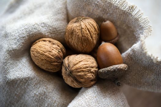 Still-life of three acorns and walnuts