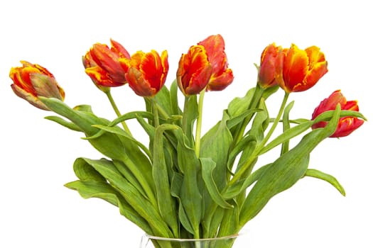 Tulips isolated on the white background
