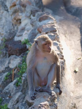 Monkey (Macaca fascicularis) at khao wang ,Petchburi Thailand