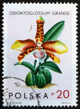 Postage stamp Poland 1965 Tiger Orchid, Odontoglossum Grande