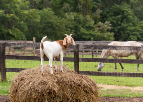 White goat on straw bale in farm field