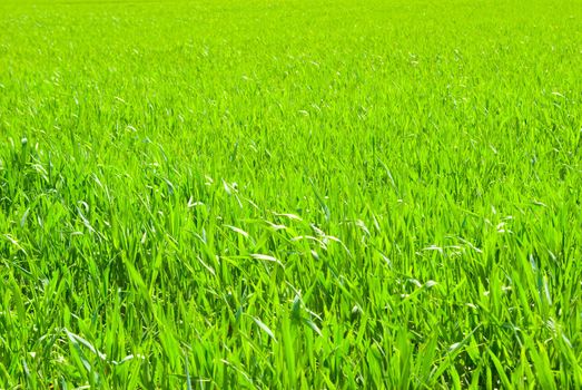 lawn backgrounds