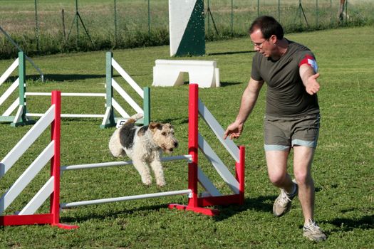 man and fox terrier in agility