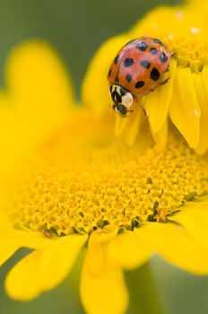 Ladybird on yellow flower, Coccinella