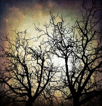 Grungy trees background