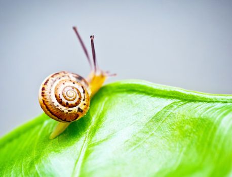 Little snail on green leaf
