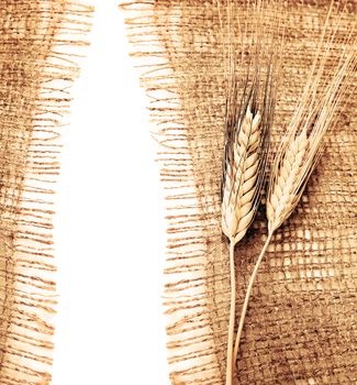 Wheat border