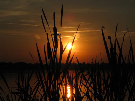 Sunset with cattail