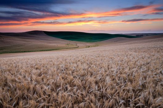 Ripe wheat fields at sunset in summer, Whitman County, Washington, USA