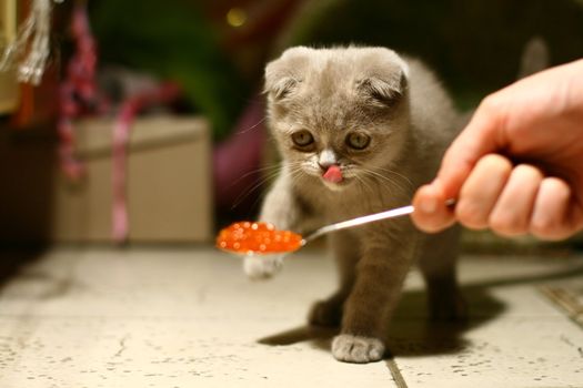 Cat Gourmet