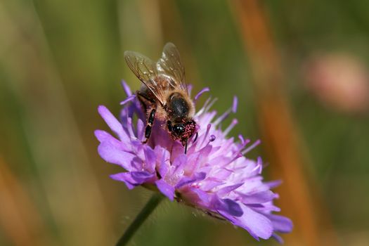 homey bee on flower