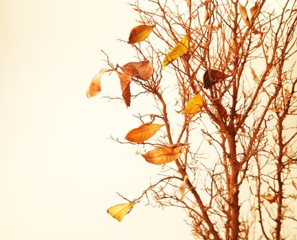 Autumnal tree branch