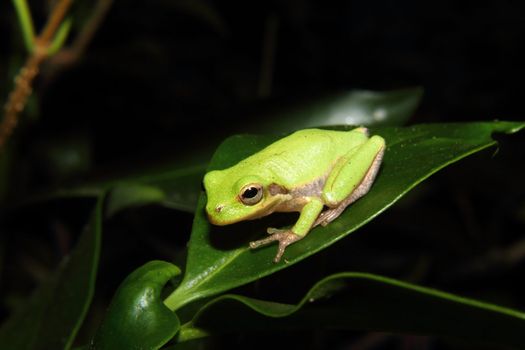 Green Tree Frog on a Leaf