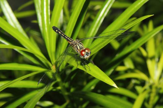 Red Eyed Dragonfly on a leaf