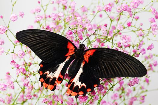 Papilio rumanzovia 
