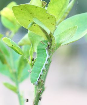 the green caterpillar