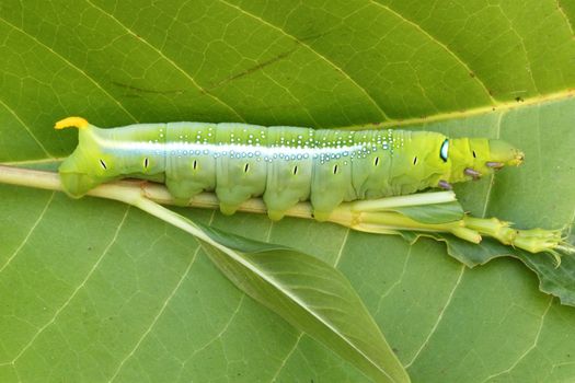 the green caterpillar