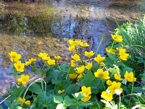 Brook with buttercups