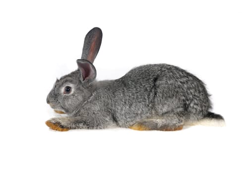 grey rabbit 