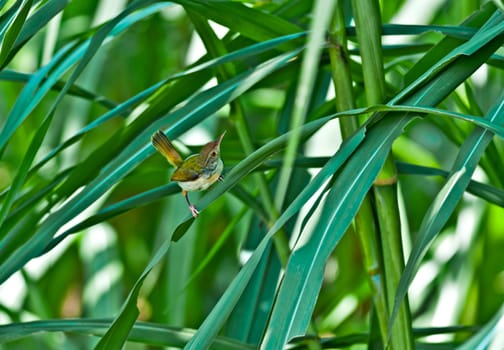 Common Tailorbird moving green reeds grass blades