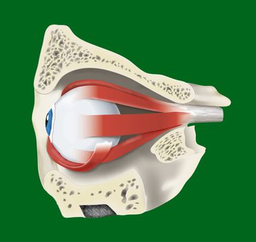 anatomic illustration of an eye with muscle